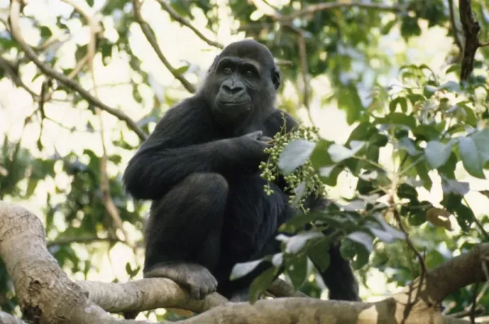Framed Print : Lowland Gorilla - feeding Gambia, Western Africa Framed Print : Lowland Gorilla - feeding Gambia, Western Africa