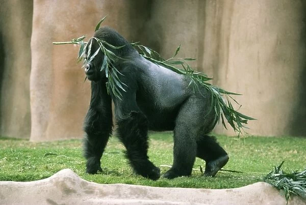 Lowland Gorilla KF 4884 Male Gorilla g. gorilla © Kenneth W Fink  /  ARDEA LONDON