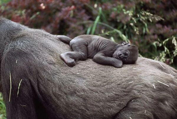 Lowland Gorilla - newborn female on mothers back