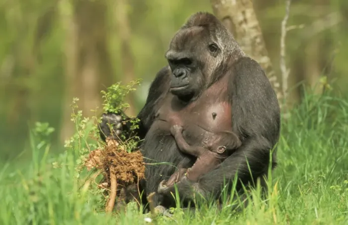 Framed Print : Lowland Gorilla - parent with young, feeding Framed Print : Lowland Gorilla - parent with young, feeding