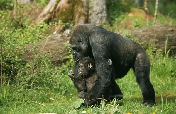 Lowland Gorilla WAT 5438 Parent & young Gorilla gorilla © M. Watson  /  ARDEA LONDON