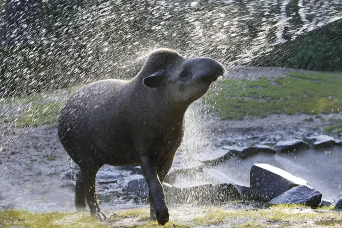 Framed Print : Lowland Tapir / South American Tapir - In water spray Framed Print : Lowland Tapir / South American Tapir - In water spray