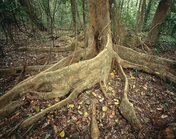Lowland tropical rainforest with buttress tree roots Cape Tribulation Section, Daintree National Park, Queensland, Australia JFL00145