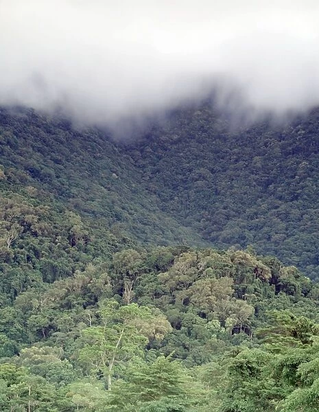 Lowland tropical rainforest Cape Tribulation Section, Daintree National Park, Queensland, Australia, wet season JFL00140