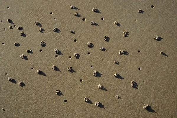 Lugworm-cast and holes on sandy beach, Northumberland UK