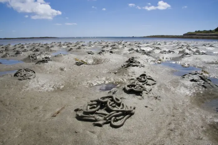 Framed Print : Lugworm - casts on a beach. Cornwall, UK Framed Print : Lugworm - casts on a beach. Cornwall, UK