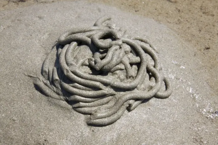 Framed Print : Lugworm - casts on a beach. Cornwall, UK Framed Print : Lugworm - casts on a beach. Cornwall, UK