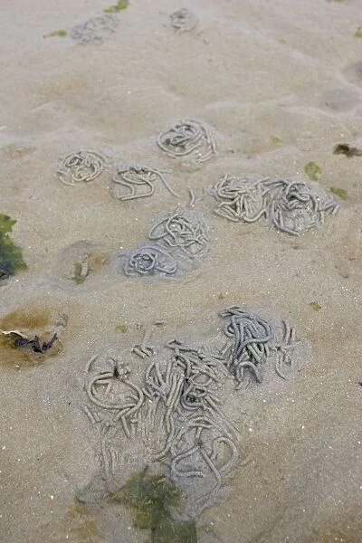 Lugworm casts on sandy beach Normandy France