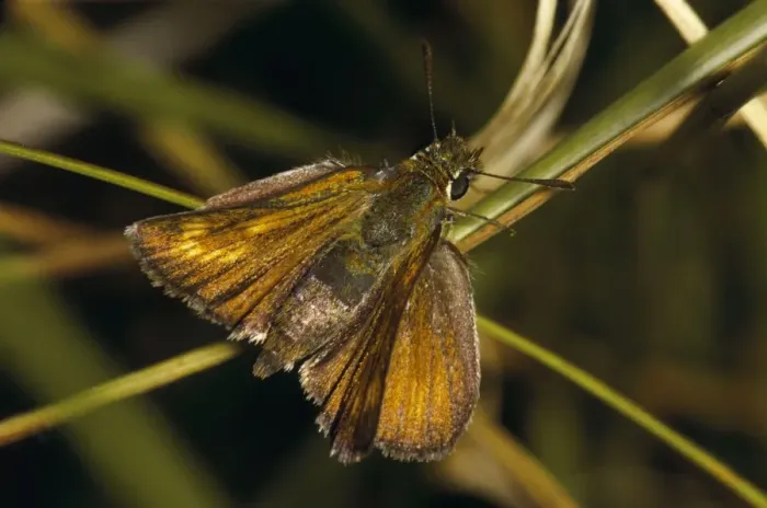 Framed Print : Lulworth Skipper Framed Print : Lulworth Skipper