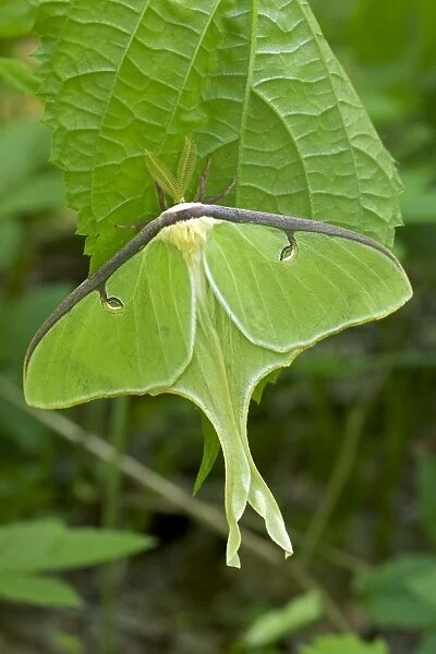 Luna Moth - Newly emerged adult - Family Saturnidae - one of the most beautiful insects in the world - Found in Eastern US and Souteastern Canada - New York - USA