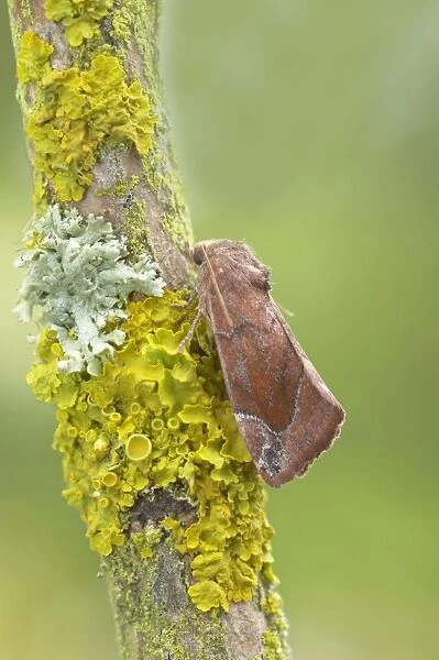 Lunar Spotted Pinion Moth - Essex, UK IN000679