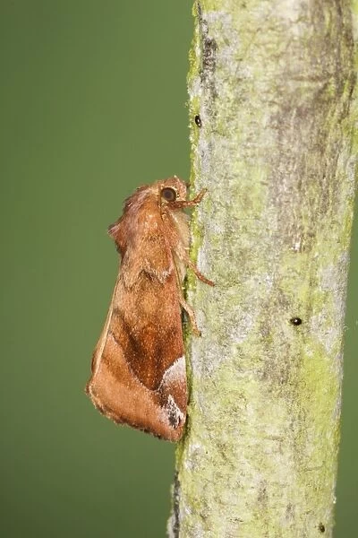 Lunar-spotted Pinion Moth - Essex, UK IN000899