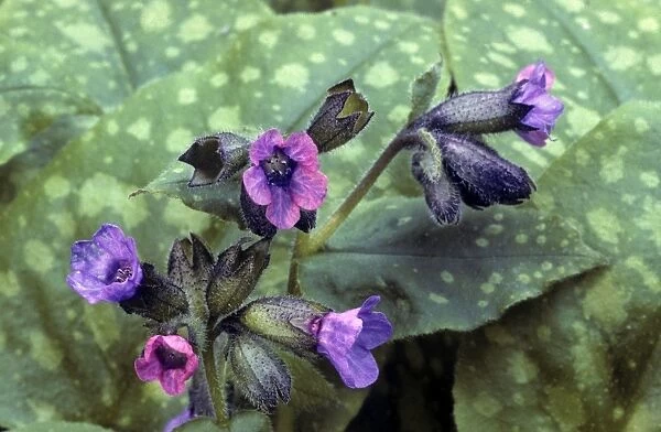 Lungwort. ME-1717. Lungwort. Pulmonaria officinalis