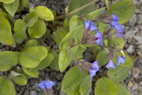 A lungwort, (Pulmonaria angustifolia) native in Europe (not UK)
