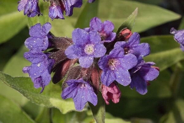 A lungwort (Pulmonaria molissima), from Asia