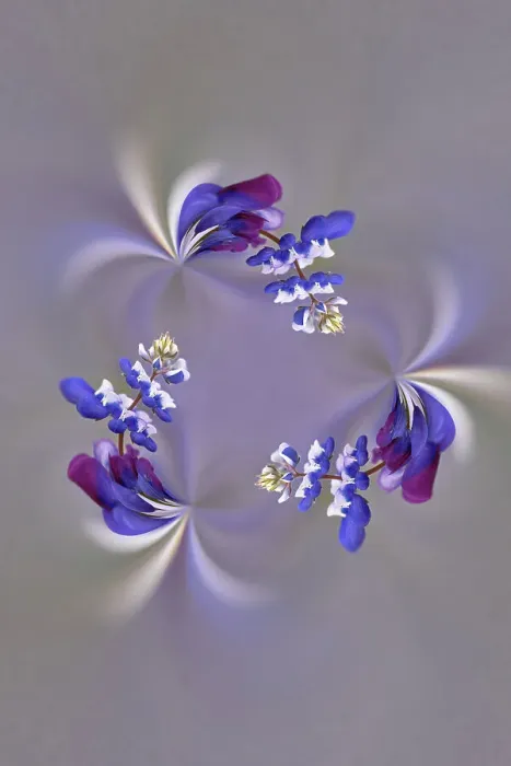 Framed Print : Lupine flower, Napa Valley, California Date: 31-05-2005