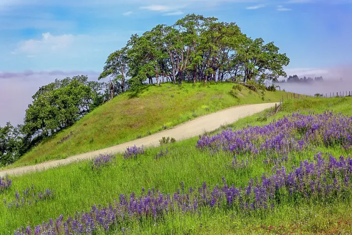 Framed Print : Lupine flowers, Bald Hills Road, California Date: 03-06-2009 Framed Print : Lupine flowers, Bald Hills Road, California Date: 03-06-2009