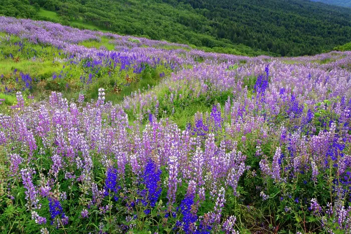 Framed Print : Lupine flowers on hillside, Dolason Prairie, California Date: 02-06-2009 Framed Print : Lupine flowers on hillside, Dolason Prairie, California Date: 02-06-2009