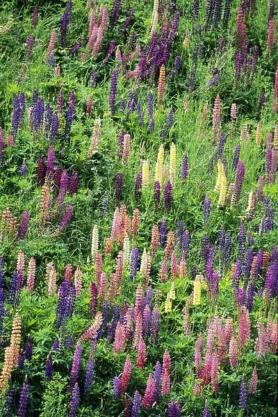 Lupins - garden escapes growing on bankside Hessen, Germany