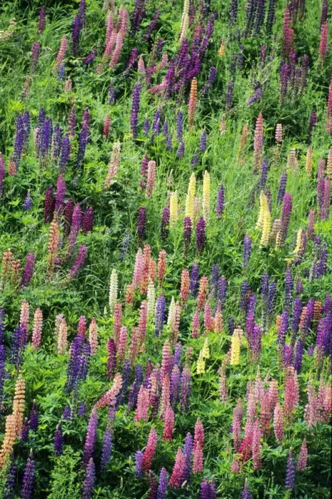 Framed Print : Lupins - garden escapes growing on bankside Hessen, Germany Framed Print : Lupins - garden escapes growing on bankside Hessen, Germany