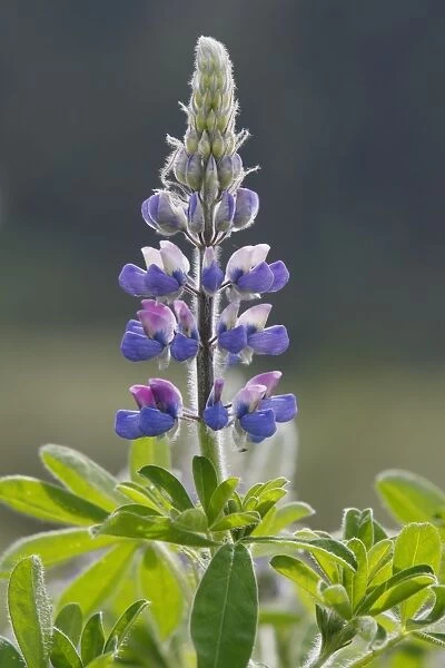 Lupins. Khuzemateen Grizzly Bear Sanctuary - British Colombia - Canada
