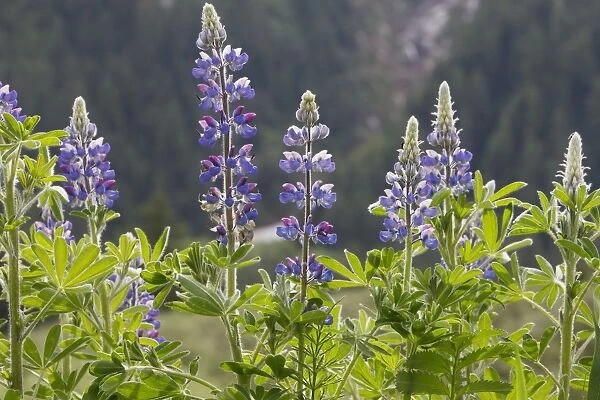 Lupins. Khuzemateen Grizzly Bear Sanctuary - British Colombia - Canada