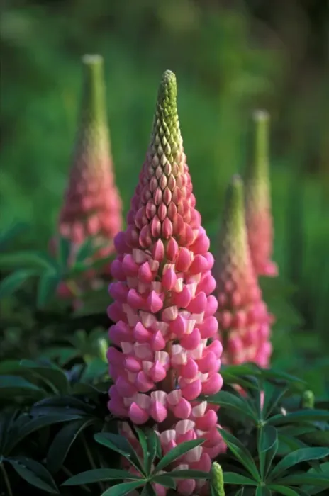 Framed Print : Lupins Le Chatelaine - May Kent garden. UK Framed Print : Lupins Le Chatelaine - May Kent garden. UK