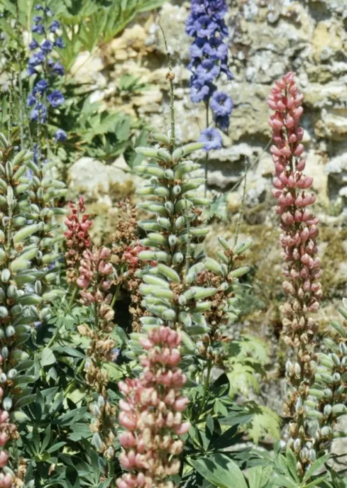 Framed Print : Lupins - In seed Framed Print : Lupins - In seed