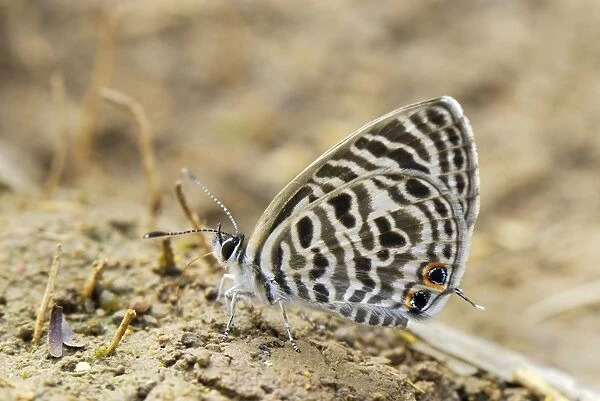 Lycaenid butterfly Kheaun Sri Nakarin N. P. - Thailand