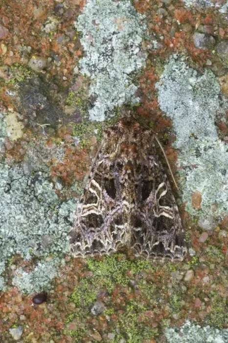 Framed Print : The Lychnis Moth Hadena bicruris Essex, UK IN000406
