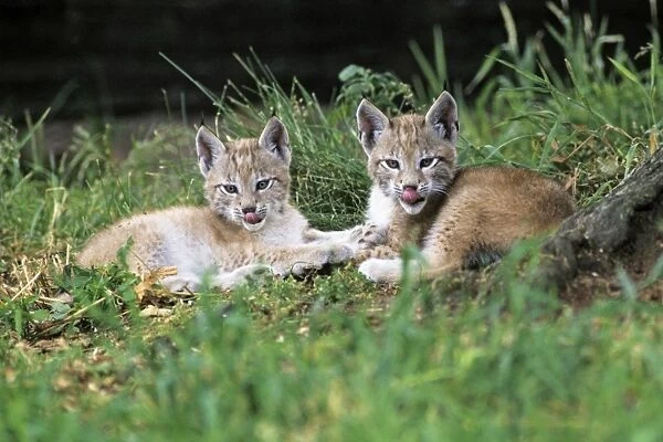 Lynx - 2 cubs resting, Bavaria National Park, Germany