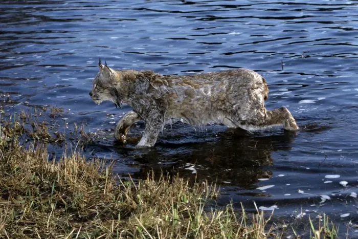 Framed Print : Lynx - coming out of river Framed Print : Lynx - coming out of river