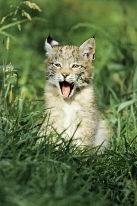 Framed Print : Lynx - cub yawning, Bavaria National Park, Germany Framed Print : Lynx - cub yawning, Bavaria National Park, Germany