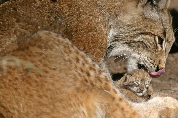 Lynx female adult cleaning newborn kitten with tongue Bavaria, Germany