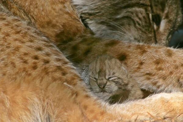Lynx female adult with newborn kitten snuggling in mother's lap Bavaria, Germany