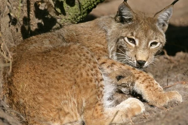 Lynx female adult with newborn kittens snuggling in mother's lap Bavaria, Germany
