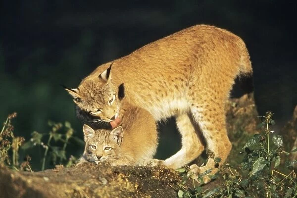 Lynx - female licking cub, Bavaria National Park, Germany