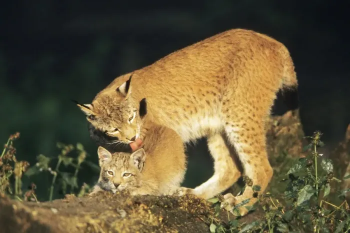 Framed Print : Lynx - female licking cub, Bavaria National Park, Germany Framed Print : Lynx - female licking cub, Bavaria National Park, Germany