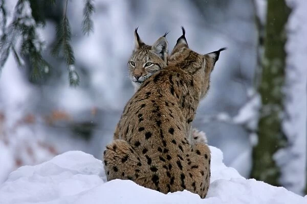 Lynx two individuals cuddling in winter forest Bavarian Forest National Park, Germany