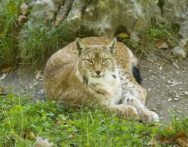 Lynx (Lynx lynx); rare in France, re-introduced into Vosges / Jura area