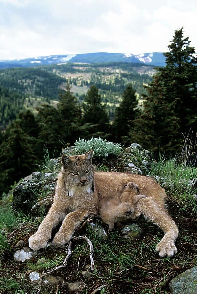 Lynx - mother and babies - Montana USA