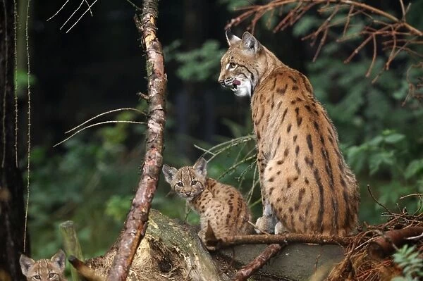 Lynx - Mother lynx with young ones