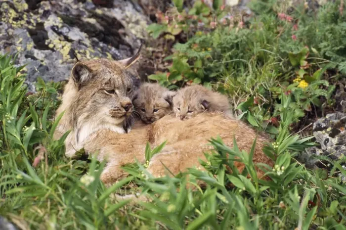 Framed Print : Lynx - mother with young kittens Montana, USA Framed Print : Lynx - mother with young kittens Montana, USA