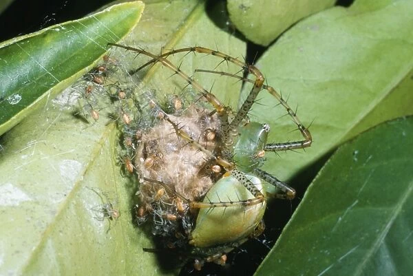 Lynx Spider - protecting spiderlings