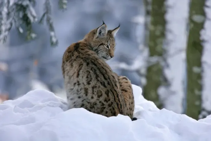 Framed Print : Lynx in winter forest Bavarian Forest National Park, Germany Framed Print : Lynx in winter forest Bavarian Forest National Park, Germany