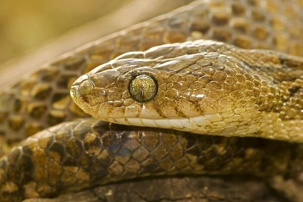 Lyre Snake - Costa Rica
