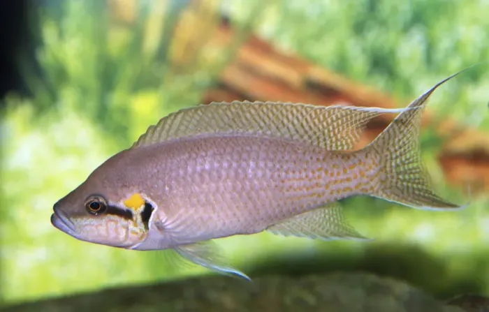 Framed Print : Lyretail Cichlid - Lake Tanganyika Framed Print : Lyretail Cichlid - Lake Tanganyika