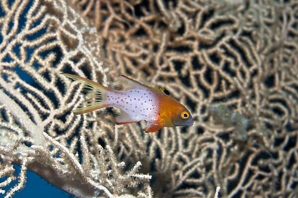 Lyretail Hogfish - Red Sea