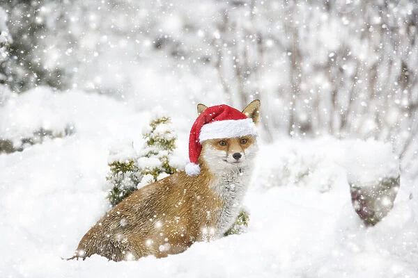 MA002255. Fox, in garden snow wearing a Christmas hat Date: 18-Dec-09