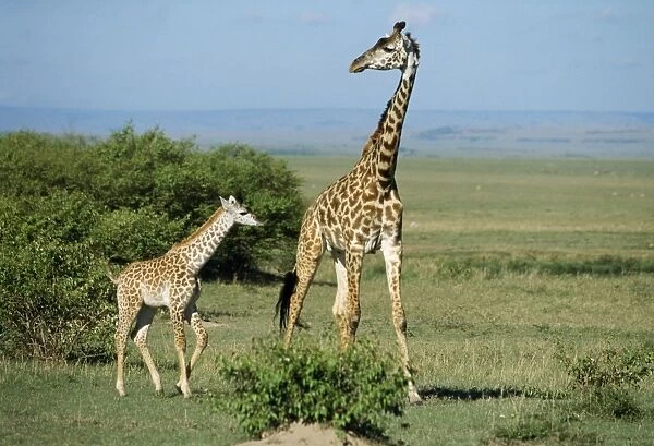 Maasai Giraffe With baby, Kenya, Africa